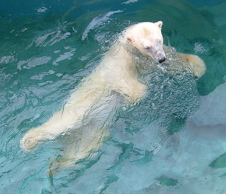 Eisbärin Jerka im Zoo Wuppertal am 1. April 2010