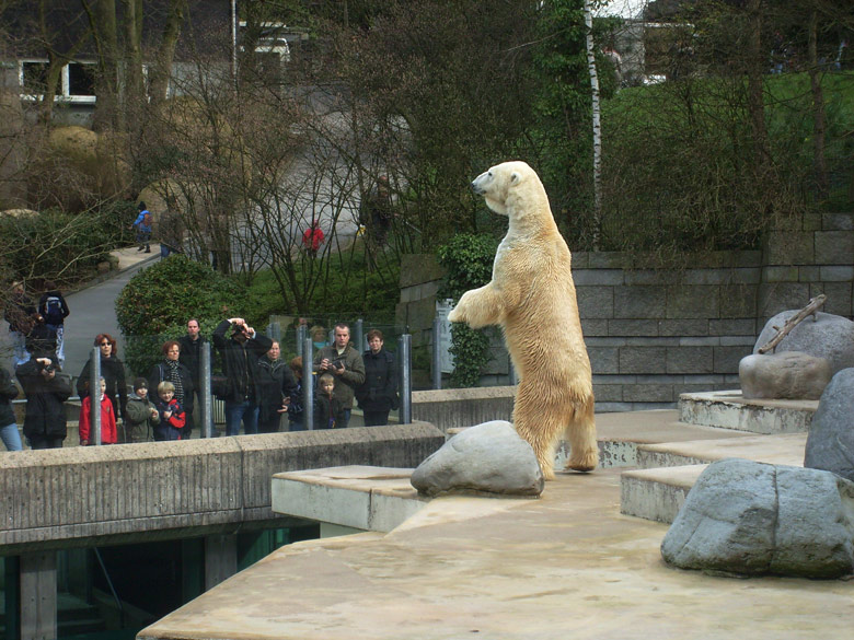 Eisbär Lars im Zoologischen Garten Wuppertal am 2. April 2010