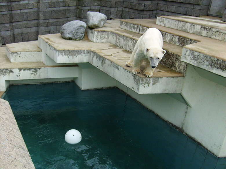 Eisbärin Jerka beäugte den Ball im Zoologischen Garten Wuppertal am 2. April 2010