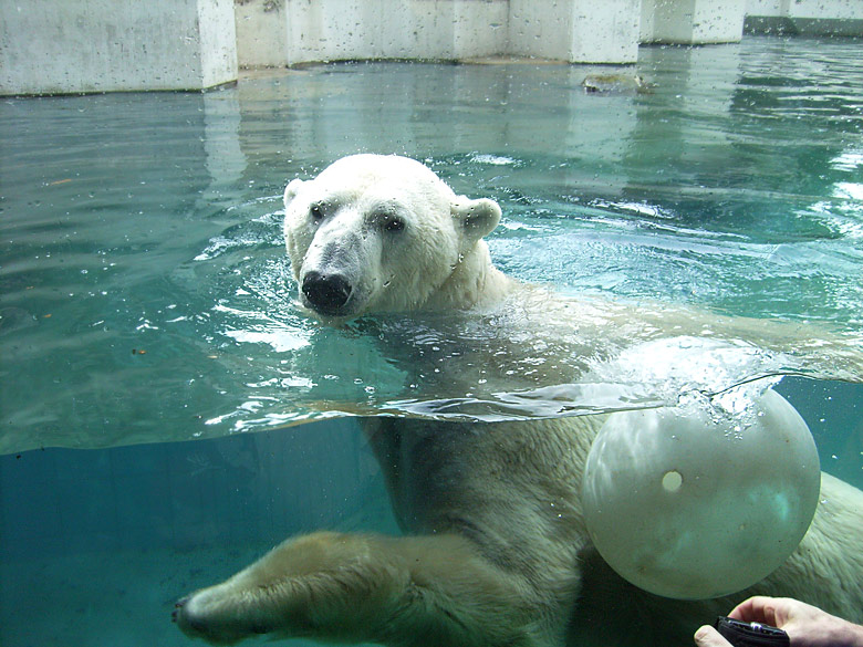 Eisbärin Jerka mit Ball im Wasser im Wuppertaler Zoo am 2. April 2010