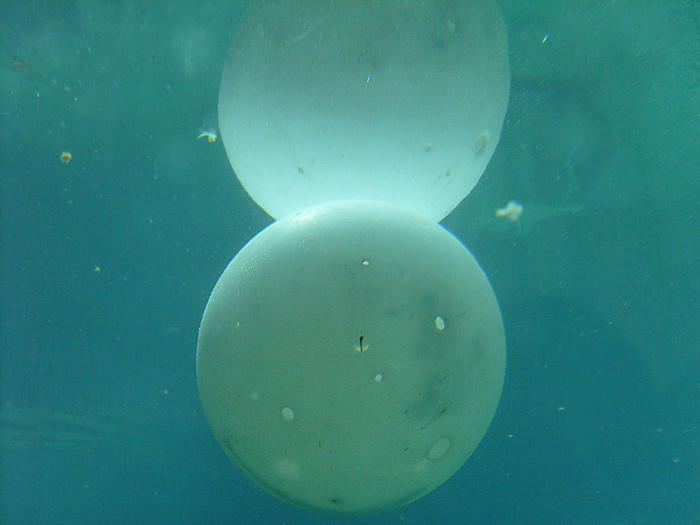 Ball im Wasser des Eisbärengeheges im Zoo Wuppertal am 2. April 2010