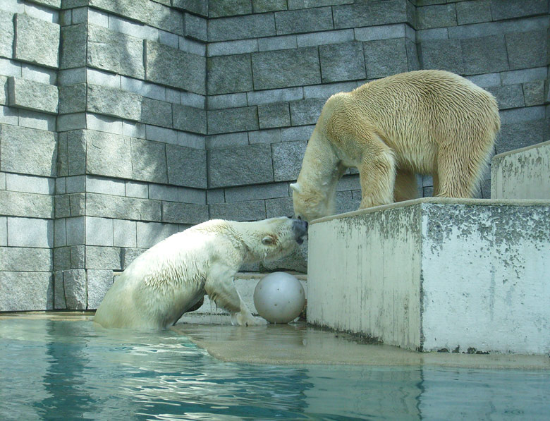 Eisbärin Jerka und Eisbär Lars mit Ball im Zoo Wuppertal am 2. April 2010