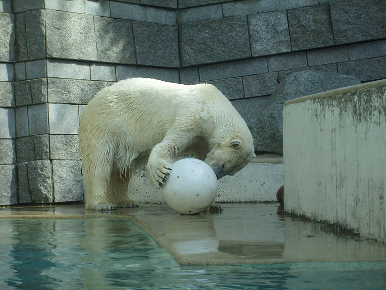 Eisbärin Jerka mit Ball im Zoologischen Garten Wuppertal am 2. April 2010