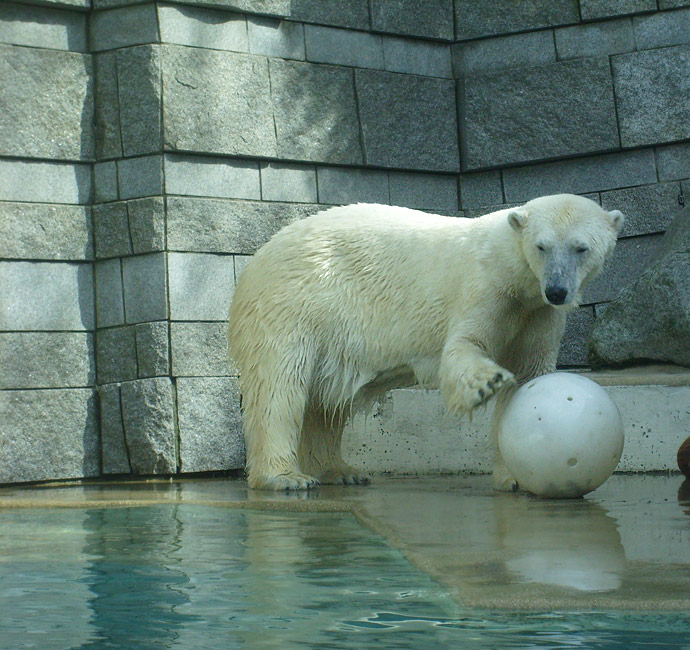 Eisbärin Jerka mit Ball im Wuppertaler Zoo am 2. April 2010