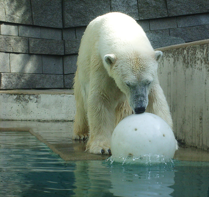 Eisbärin Jerka mit Ball im Zoo Wuppertal am 2. April 2010