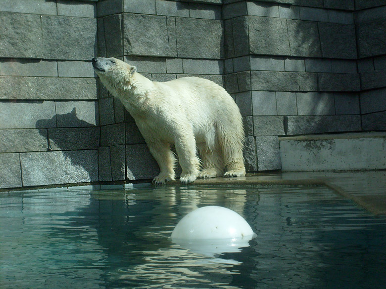 Eisbärin Jerka mit Ball im Wuppertaler Zoo am 2. April 2010