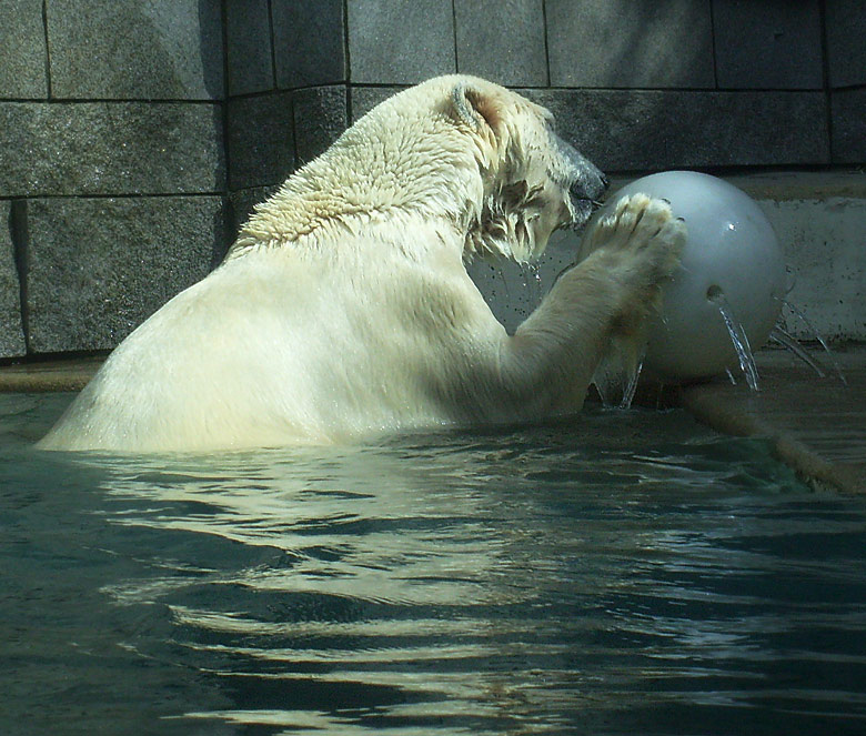 Eisbärin Jerka mit Ball im Zoologischen Garten Wuppertal am 2. April 2010