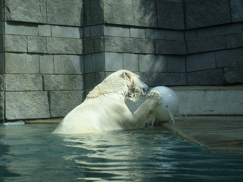 Eisbärin Jerka mit Ball im Zoo Wuppertal am 2. April 2010