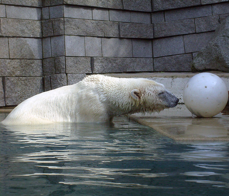 Eisbärin Jerka mit Ball im Wuppertaler Zoo am 2. April 2010