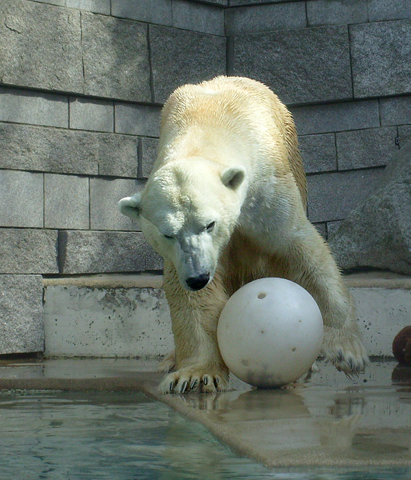 Eisbär Lars im Wuppertaler Zoo am 2. April 2010