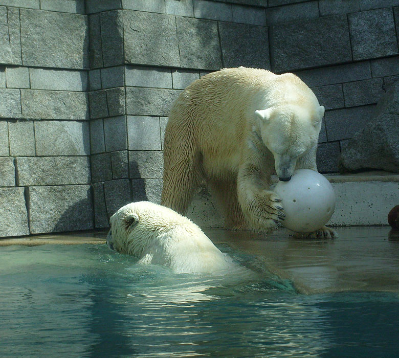 Eisbärin Jerka und Eisbär Lars mit Ball im Zoo Wuppertal am 2. April 2010