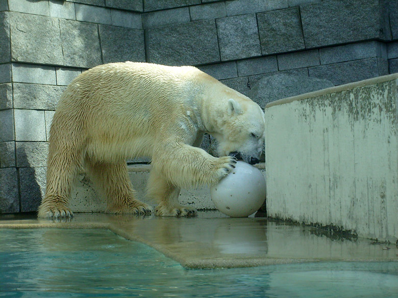 Eisbär Lars mit Ball im Zoologischen Garten Wuppertal am 2. April 2010