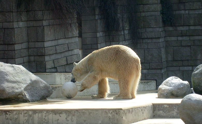 Eisbär Lars mit Ball im Wuppertaler Zoo am 2. April 2010