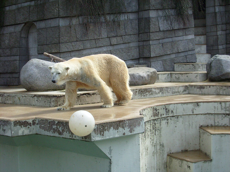 Eisbär Lars mit Ball im Zoo Wuppertal am 2. April 2010