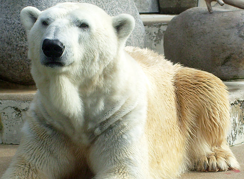 Eisbär Lars im Zoologischen Garten Wuppertal am 6. April 2010