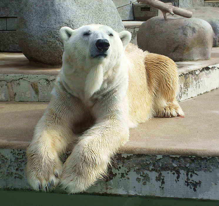Eisbär Lars im Wuppertaler Zoo am 6. April 2010