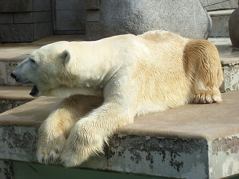 Eisbär Lars im Zoologischen Garten Wuppertal am 6. April 2010