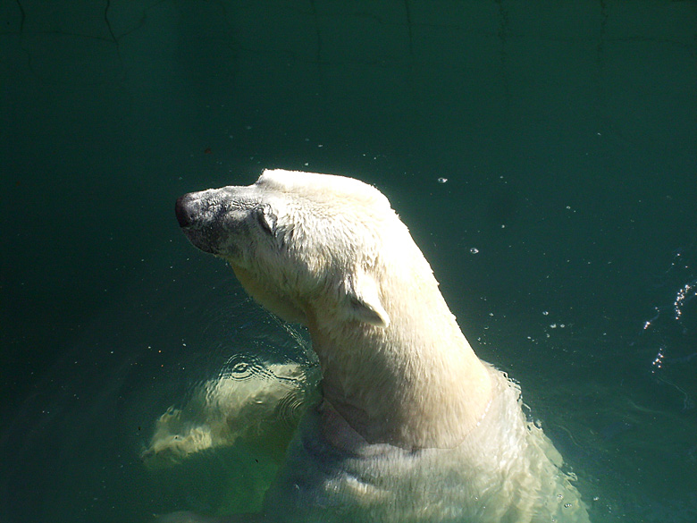 Eisbär Lars im Zoologischen Garten Wuppertal am 6. April 2010