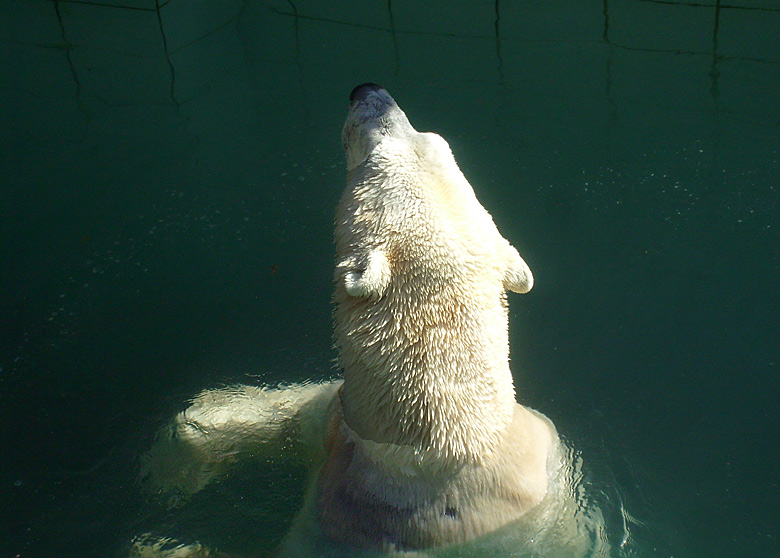 Eisbär Lars im Wuppertaler Zoo am 6. April 2010