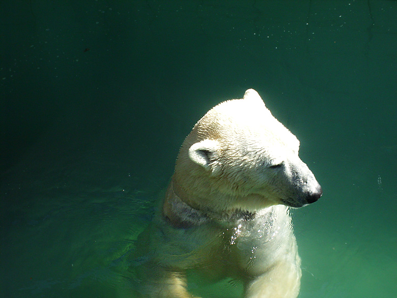 Eisbär Lars im Zoo Wuppertal am 6. April 2010