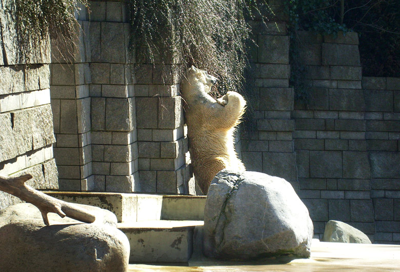 Eisbär Lars im Wuppertaler Zoo am 6. April 2010