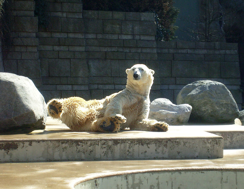 Eisbär Lars im Zoologischen Garten Wuppertal am 6. April 2010