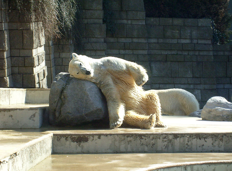 Eisbär Lars im Wuppertaler Zoo am 6. April 2010