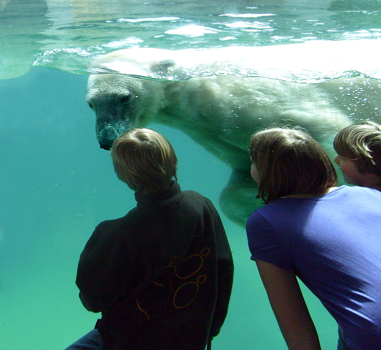 Eisbärin Jerka im Wuppertaler Zoo am 7. April 2010