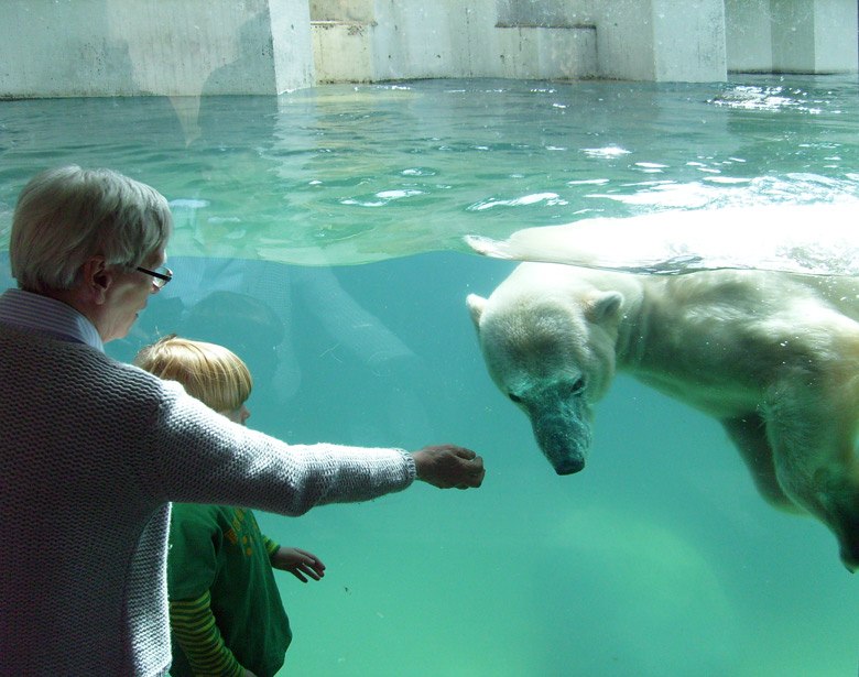 Eisbärin Jerka im Zoo Wuppertal am 7. April 2010