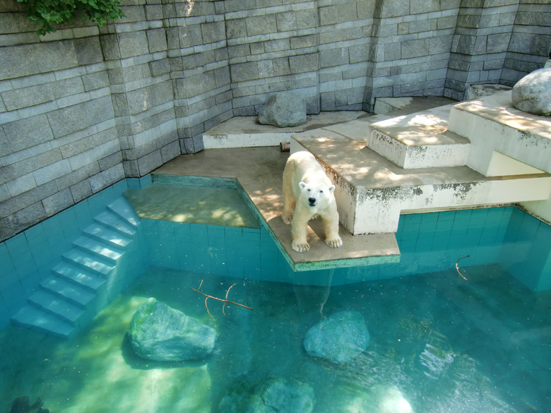 Eisbärin Jerka im Zoo Wuppertal am 3. Juni 2010