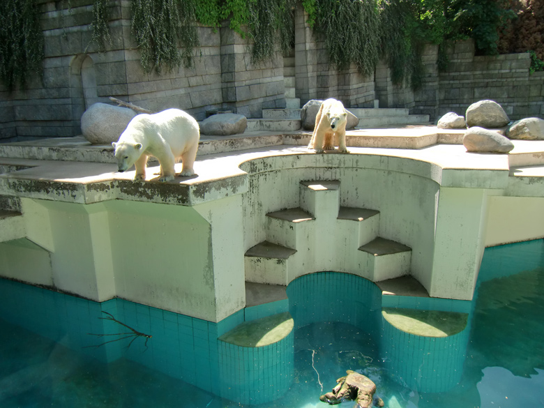 Eisbärin Jerka und Eisbär Lars im Zoologischen Garten Wuppertal am 3. Juni 2010