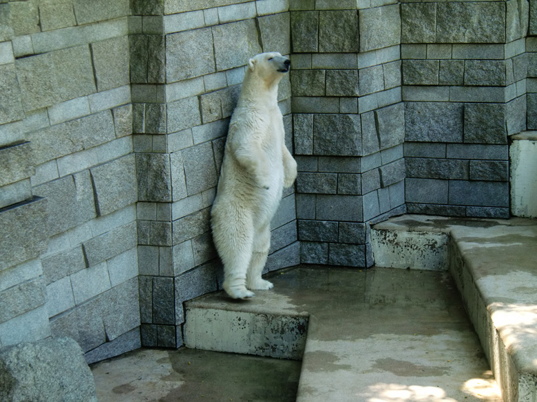 Eisbärin Jerka im Wuppertaler Zoo am 3. Juni 2010