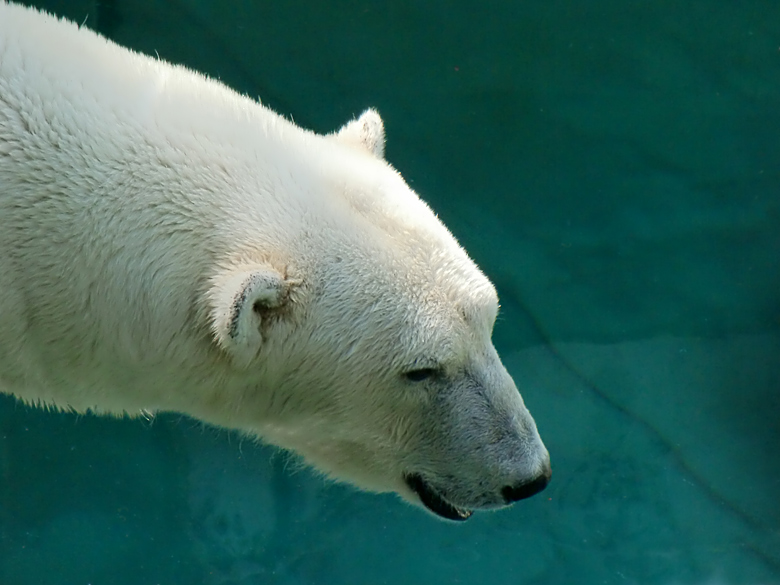 Eisbärin Jerka im Zoo Wuppertal am 3. Juni 2010