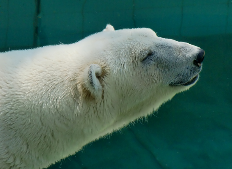 Eisbärin Jerka im Zoologischen Garten Wuppertal am 3. Juni 2010