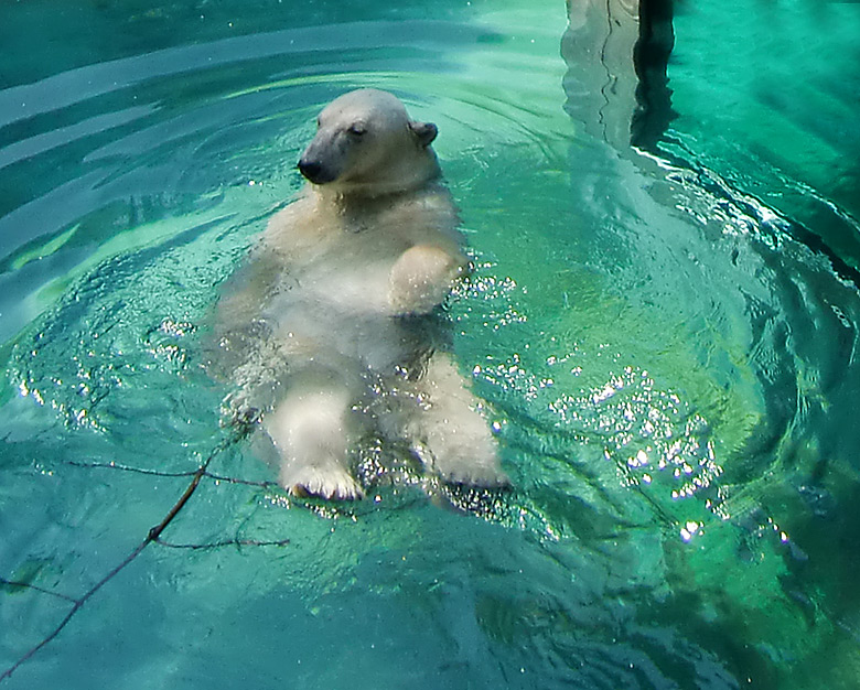 Eisbärin Jerka im Zoo Wuppertal am 3. Juni 2010