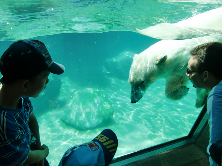 Eisbärin Jerka im Zoo Wuppertal am 3. Juni 2010