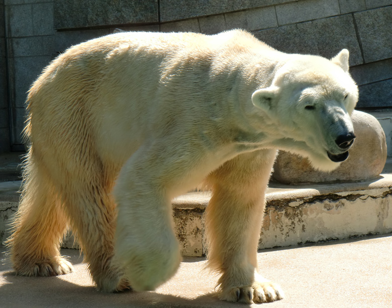 Eisbär Lars im Zoo Wuppertal am 3. Juni 2010