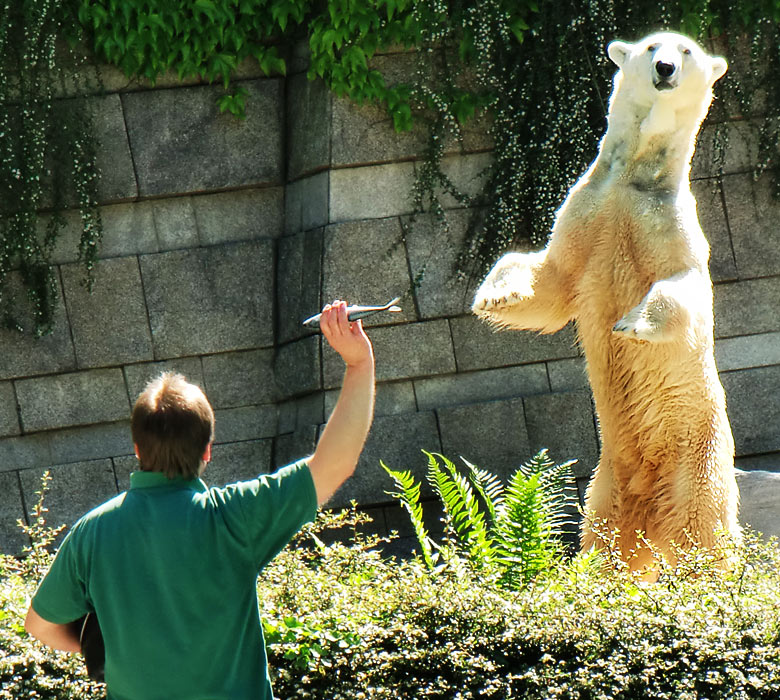 Eisbär Lars im Zoo Wuppertal am 3. Juni 2010