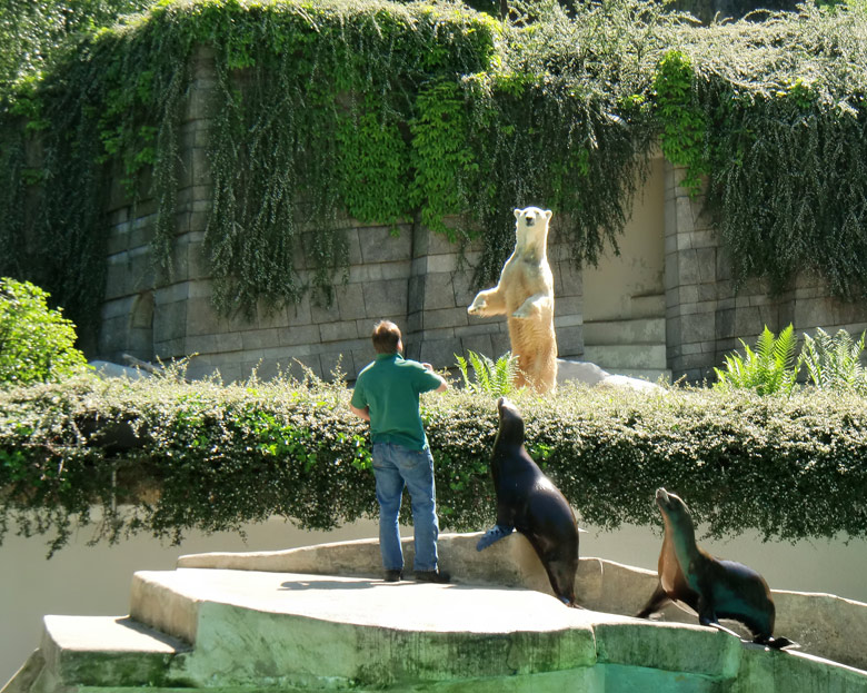 Eisbär Lars im Zoologischen Garten Wuppertal am 3. Juni 2010