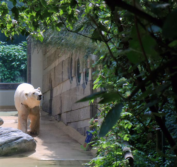 Eisbär Lars im Wuppertaler Zoo am 25. Juni 2010