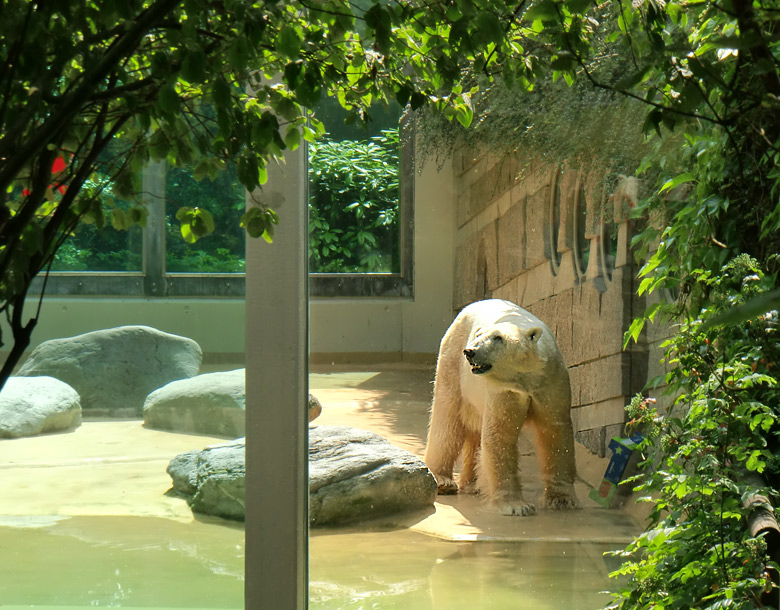 Eisbär Lars im Zoo Wuppertal am 25. Juni 2010