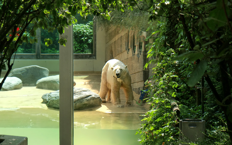 Eisbär Lars im Zoologischen Garten Wuppertal am 25. Juni 2010