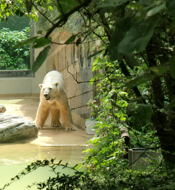 Eisbär Lars im Wuppertaler Zoo am 25. Juni 2010