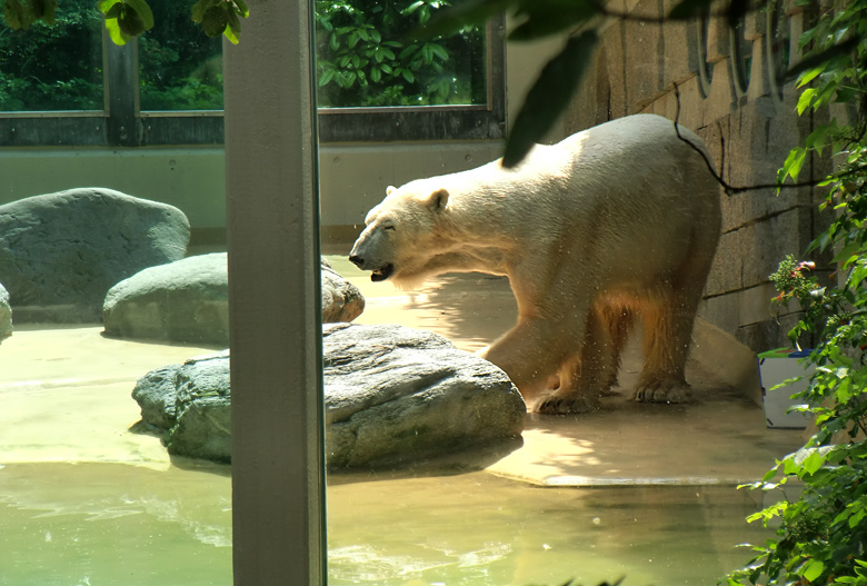 Eisbär Lars im Wuppertaler Zoo am 25. Juni 2010