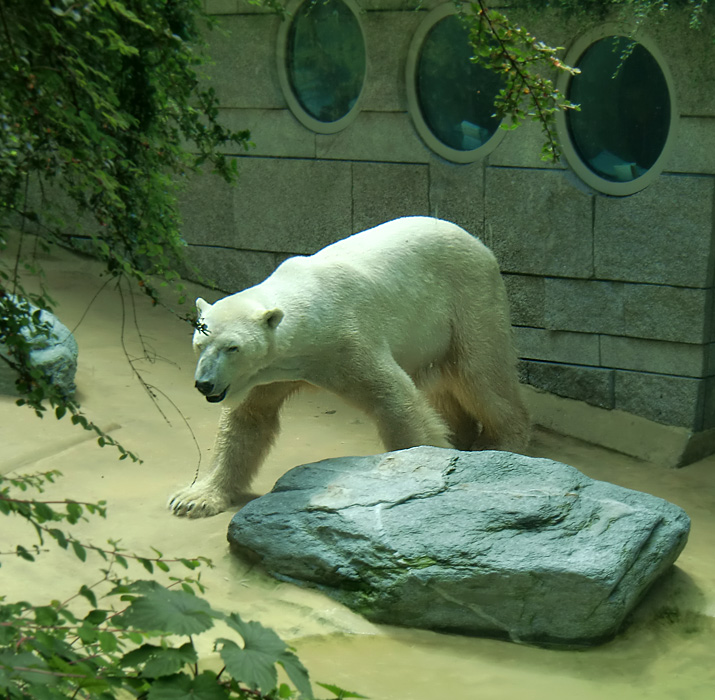 Eisbär Lars im Zoo Wuppertal am 25. Juni 2010