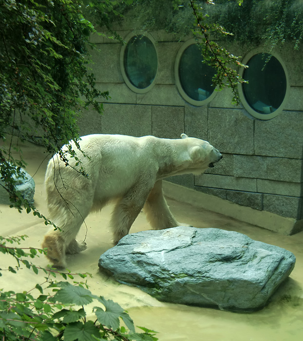 Eisbär Lars im Zoologischen Garten Wuppertal am 25. Juni 2010