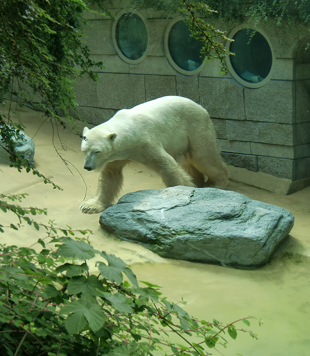 Eisbär Lars im Wuppertaler Zoo am 25. Juni 2010