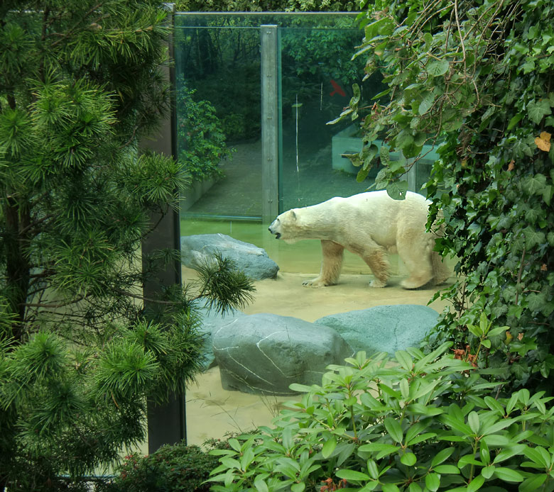 Eisbär Lars im Zoo Wuppertal am 25. Juni 2010