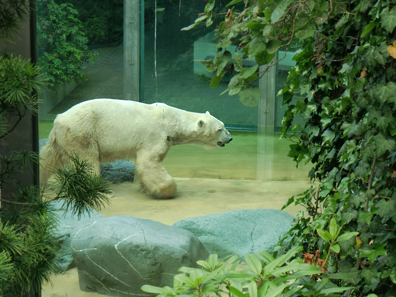 Eisbär Lars im Wuppertaler Zoo am 25. Juni 2010