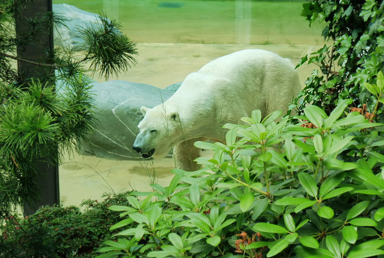 Eisbär Lars im Zoo Wuppertal am 25. Juni 2010